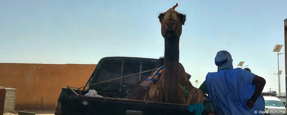 Kamel auf Pickup